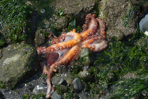 East Pacific Red Octopus photographed in Washington