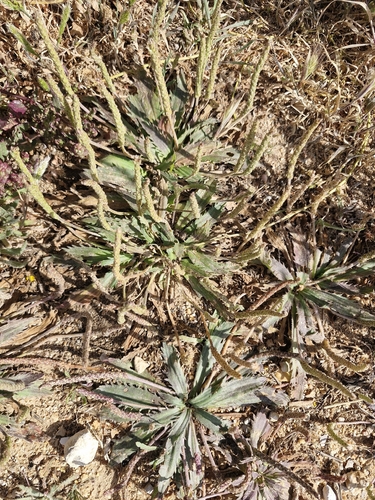 Plantago serraria, photograph 2