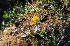 Taraxacum lateritium