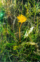 Taraxacum lateritium