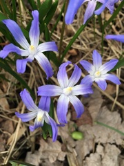 Scilla luciliae