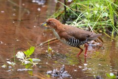 Laterallus leucopyrrhus