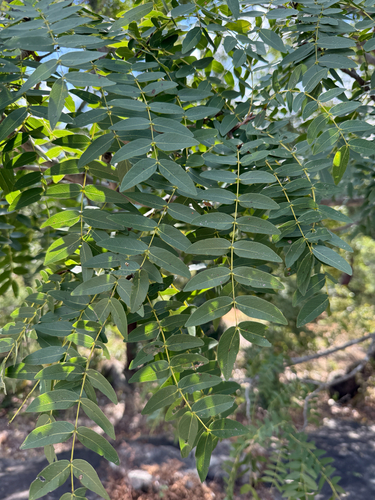 Brachystegia utilis