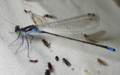 Pseudagrion deningi