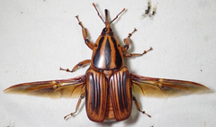 Rhynchophorus phoenicis