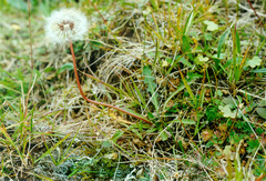 Taraxacum lateritium