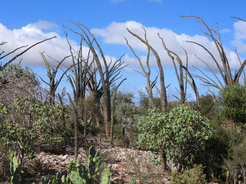 Alluaudia montagnacii, photograph 3