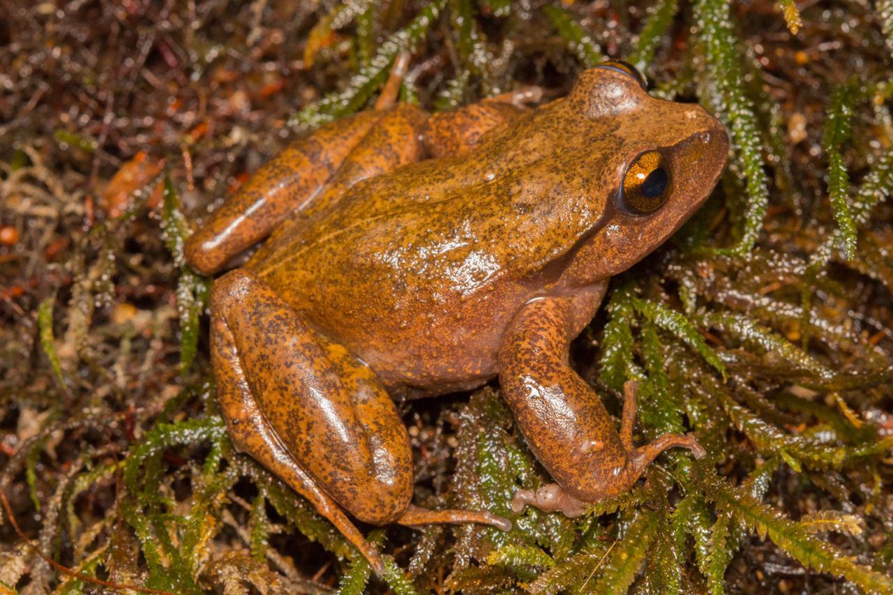 Alsodes cantillanensis Charrier, Correa-Quezada, Castro & Méndez-Torres, 2015