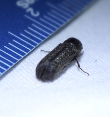 Amphicerus bicaudatus