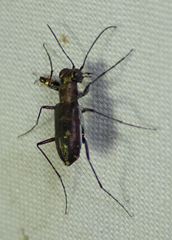 Cylindera dissimilis