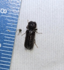 Amphicerus bicaudatus