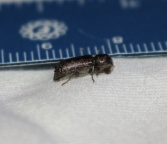 Amphicerus bicaudatus