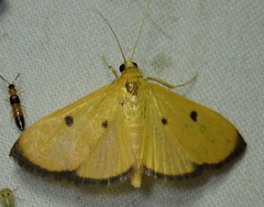 Phostria bistigmalis