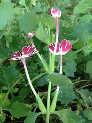 Zaluzianskya katharinae