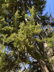 Juniperus communis