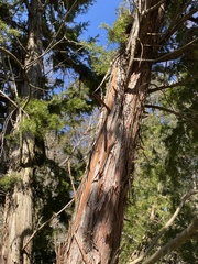 Juniperus communis