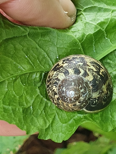 Cornu aspersum