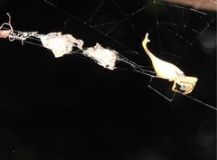 Arachnura melanura