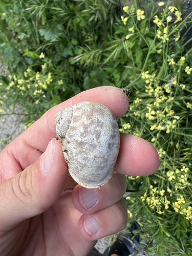 Cornu aspersum