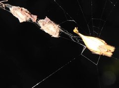 Arachnura melanura
