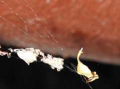 Arachnura melanura
