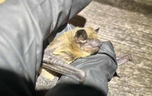 Evening Bat observed by howardhorne