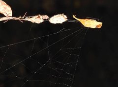 Arachnura melanura