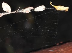 Arachnura melanura
