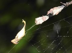 Arachnura melanura