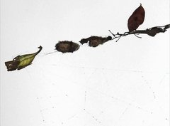 Arachnura melanura