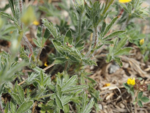 Potentilla hirta, photograph 6