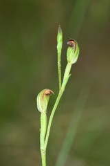 Pterostylis clivosa