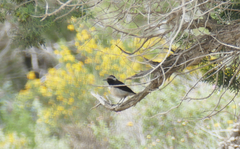 Oenanthe cypriaca