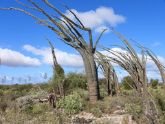 Alluaudia montagnacii, photograph (c) amantedarmanin, some rights reserved (CC BY)