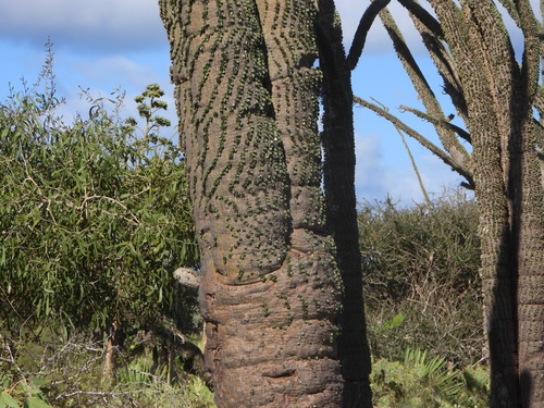 Alluaudia montagnacii, photograph 4