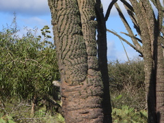 Alluaudia montagnacii, photograph (c) amantedarmanin, some rights reserved (CC BY)