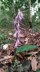 Cremastra appendiculata