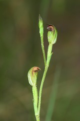 Pterostylis clivosa