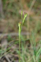 Pterostylis clivosa