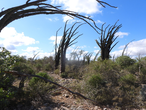 Alluaudia montagnacii, photograph 6