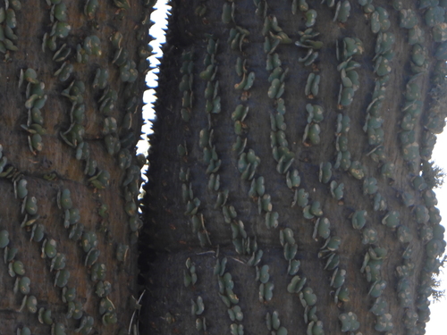Alluaudia montagnacii