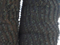 Alluaudia montagnacii