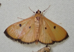 Phostria bistigmalis