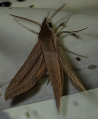 Hippotion balsaminae