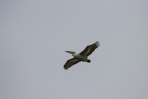 Dalmatian Pelican