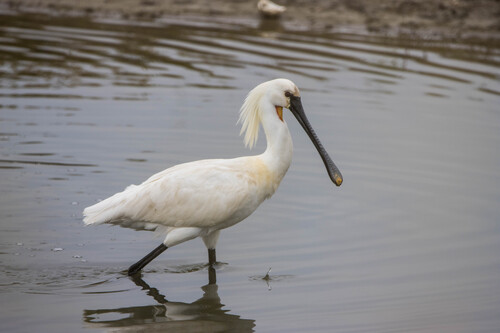 Eurasian Spoonbill