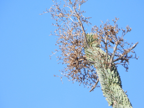 Alluaudia montagnacii, photograph 1