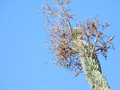 Alluaudia montagnacii, photograph (c) amantedarmanin, some rights reserved (CC BY)