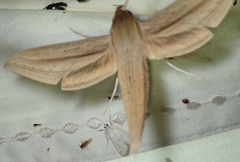 Hippotion balsaminae