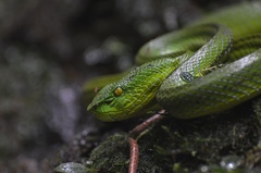 Trimeresurus sabahi